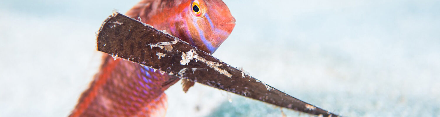 Edició 2024 de l'Informe Mar Balear