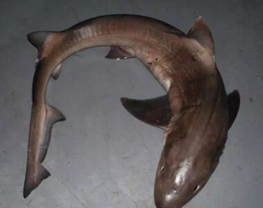 Musola- Informe Mar Balear