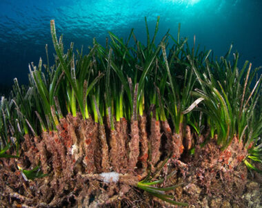 Rizomes de posidonia - Foto de Miquel Gomila