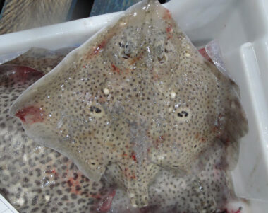 Tiburones y rayas en el Mar Balear