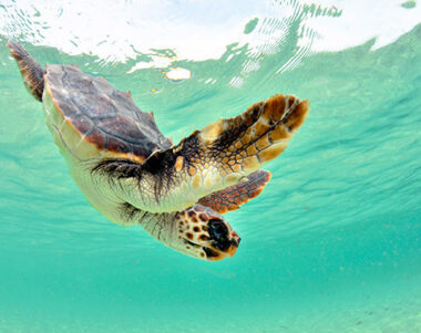 Tortugas marinas - Mallorca