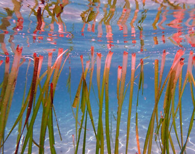 Getting up close with Posidonia Oceanica. Courtesy of Marta Carreras Rivera. Photo loaned by the MARE BALEAR competition for conservation purposes.
