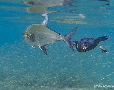 Victor de Valles Ibanez