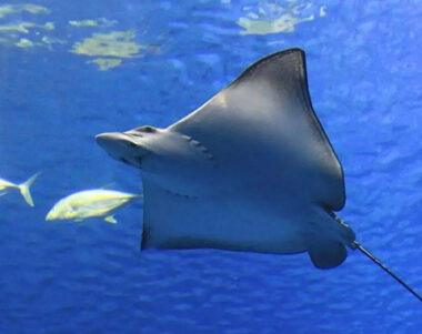 Canvi global temperatures del Mar Balear