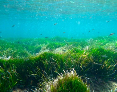 Calidad del agua en las playas de Ibiza