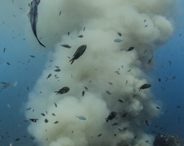 Contaminació fecal a les platges 2025 - Balears